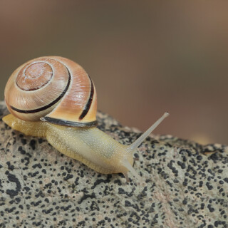 Hain-Baenderschnecke_Cepaea-nemoralis_20130505_0001_B_Web