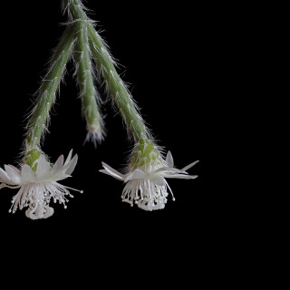 Kaktus_Rhipsalis-pilocarpa_20241229_0001_B_Web
