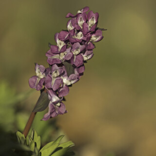 Hohler-Lerchensporn_Corydalis-cava_20250320_0024_B_Web