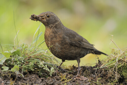 Amsel_Turdus-merula_20210423_0001_B_Web.jpeg