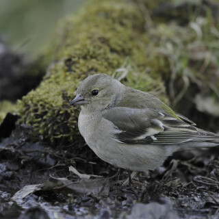 Buchfink_Fringilla-coelebs_20250404_0003_B_Web