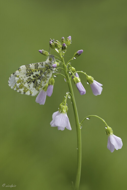 Aurorafalter_Anthocharis-cardamines_20250418_0002_B_Web.jpeg