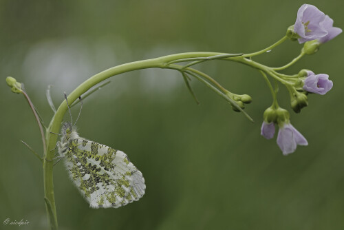 Aurorafalter_Anthocharis-cardamines_20250418_0006_B_Web.jpeg