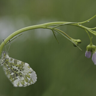 Aurorafalter_Anthocharis-cardamines_20250418_0006_B_Web