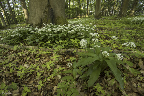 Baerlauch_Allium-ursinum_20250428_0001_B_Web.jpeg