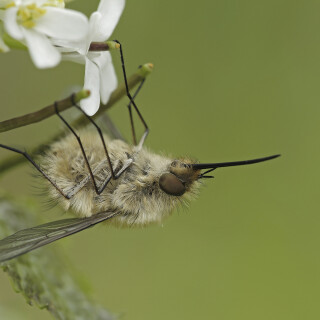 Grosser-Wollschweber_Bombylius-major_20250425_0002_B_Web