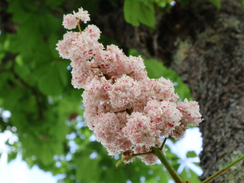 Rosa Rosskastanienblüten