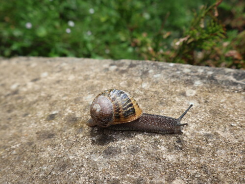 Helix aspersa aspersa