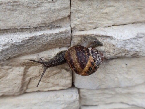 Helix aspersa aspersa