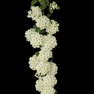 Japanische-Strauchspiere_Spiraea-nipponica_20250503_0003-43_B_Web