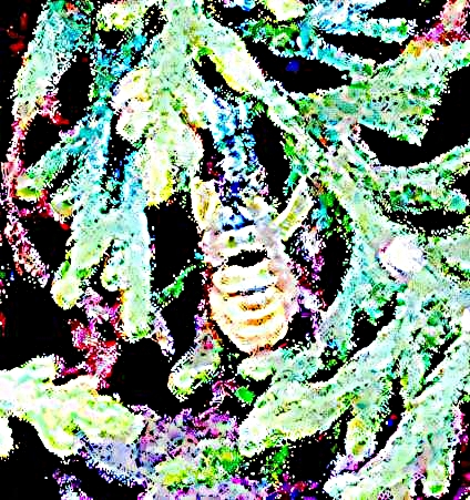 K800_Gemeine-WespeVespula-vulgarisL.-1758_upscayl_1x_ultrasharp.jpeg