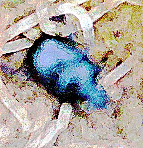 K800_Gemeiner-MistkaferGeotrupes-stercorariusL.-1758_upscayl_1x_ultrasharp.jpeg