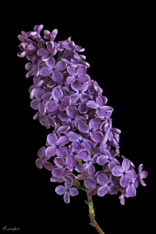 Gemeiner-Flieder_Syringa-vulgaris_20250507_0002_B_Web.jpeg