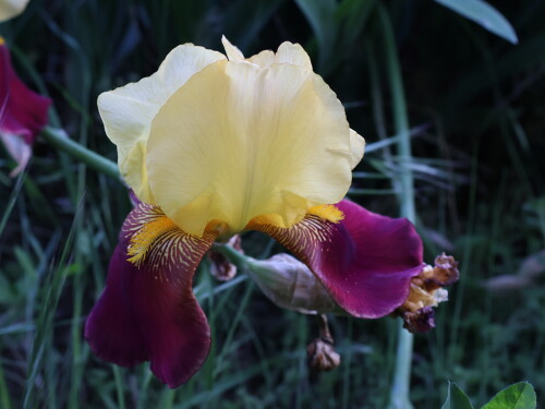 Iris germanica