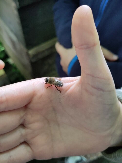Diese männliche Honigbiene hat riesige Augen. Der Imker auf Gut Leidenhausen hat sie für uns aus dem Stock gefischt. Normalerweise kriegt sie niemand zu Gesicht.