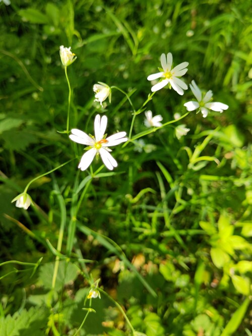 Diese Blume ist typisch für Laubwälder.