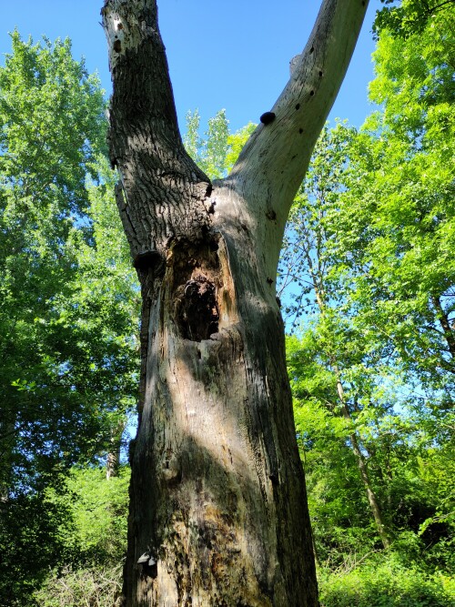 Zum Glück dürfen tote Bäume heutzutage als Biotopbäume stehen bleiben. Sie bilden wie hier auf dem Bild erkennbar, natürliche Hohlräume und Nahrung für Insektenlarven.