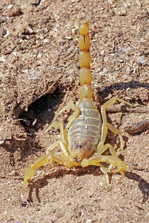 1.3-skorpion-gut.jpeg