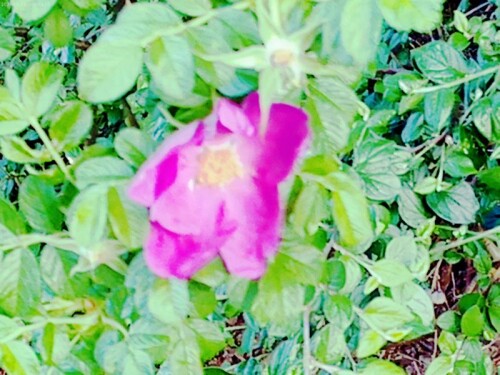 K800_Blute-einer-KartoffelroseRoosa-rugosaL-2_upscayl_1x_ultrasharp.jpeg