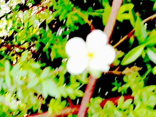 K800_Blute-des-Aufrechten-FingerkrautesPotentilla-erectaL-2_upscayl_1x_ultrasharp.jpeg