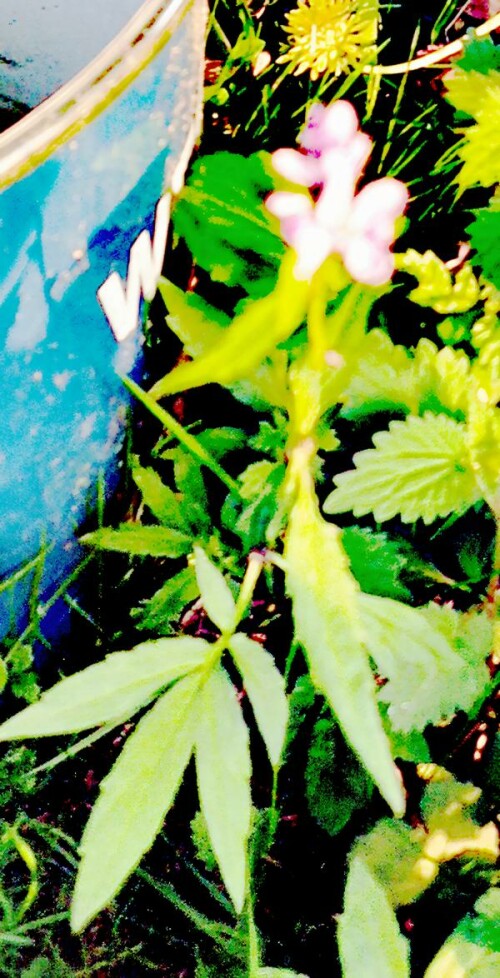K800_Brutzwiebeltragende-ZahnwurzDentaria-bulbiferaL._upscayl_1x_ultrasharp.jpeg