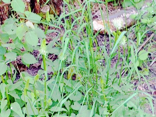 K800_Ahrige-TeufelskrallePhyteuma-spicatumL-2_upscayl_1x_ultrasharp.jpeg