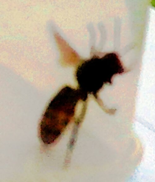 K800_HornisseVespa-crabroL.-1758_upscayl_1x_ultrasharp.jpeg