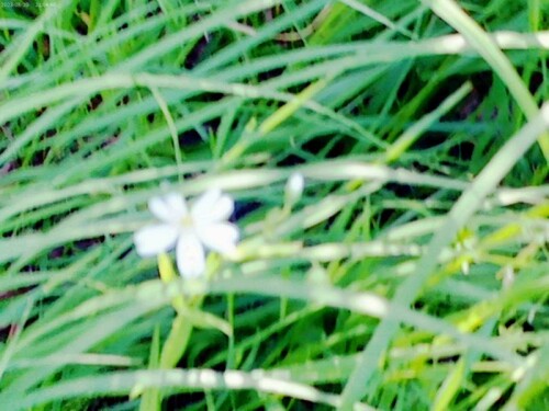 K800_Blute-n-der-Grosen-SternmiereSellaria-holosteaL-5_upscayl_1x_ultrasharp.jpeg