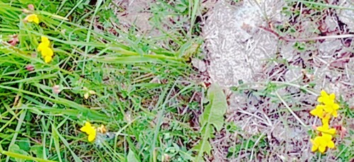 K800_Gewohnlicher-HornkleeLotus-corniculatusL._upscayl_1x_ultrasharp.jpeg