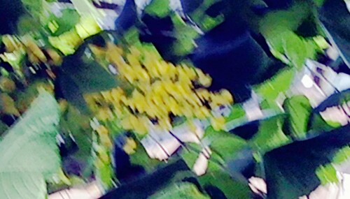 K800_Hybrid-GoldregenLaburnumFabr..-x-watereri_upscayl_1x_ultrasharp.jpeg