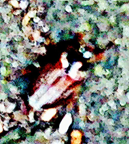 K800_Feld-MaikaferMelolontha-melolonthaL.-1758_upscayl_1x_ultrasharp.jpeg