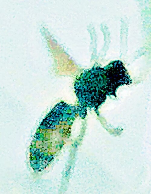 K800_HornisseVespa-crabroL.-1758_upscayl_1x_ultrasharp.jpeg
