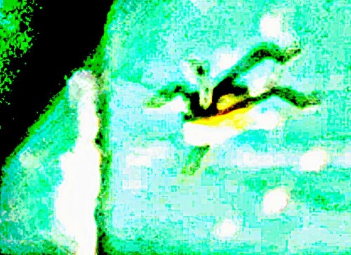K800_Nymphe-eines-grunen-HeupferdesTettigonia-viridissimaL.-1758_upscayl_1x_ultrasharp.jpeg