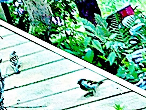 K800_Zwei-mannliche-HausspatzenPasser-domesticusL.-1758-auf-einer-Hausterrasse-nach-Futter-suchend-Mai-2025-1_upscayl_4x_realesrgan-x4plus.jpeg