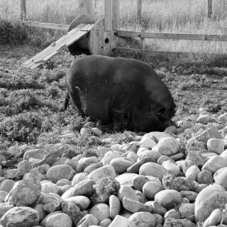 Mangalica
