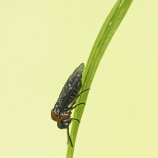 Sattelblattwespe_Eutomostethus-ephippium_20250527_0001_DNG_B_Web