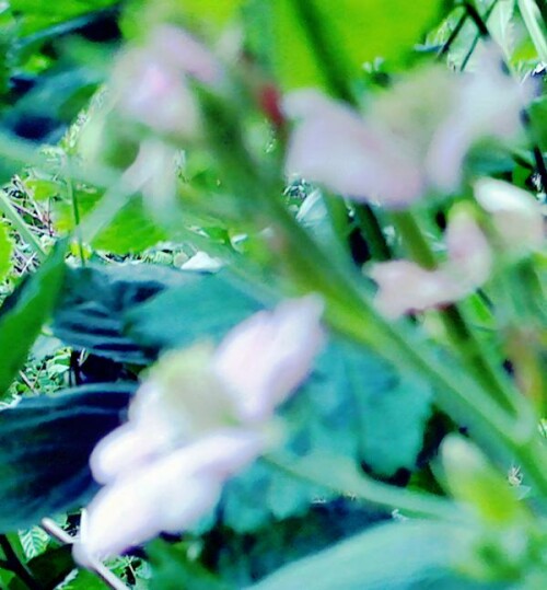 K800_Bluten-einer-BrombeereRubus-rructicosusL._upscayl_1x_ultrasharp.jpeg