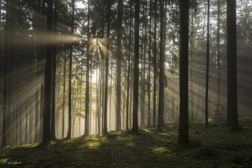 Morgenstimmung-im-Wald_20250603_0001_B1_FF_Web.jpeg