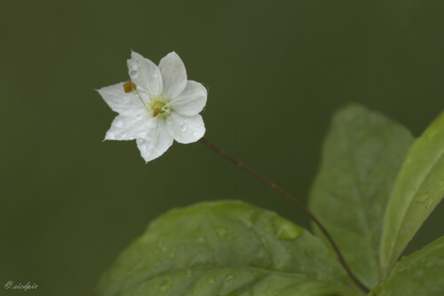 Europaeischer-Siebenstern_Trientalis-europaea_20250605_0001_B_Web.jpeg