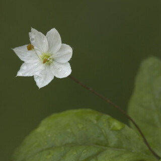 Europaeischer-Siebenstern_Trientalis-europaea_20250605_0001_B_Web