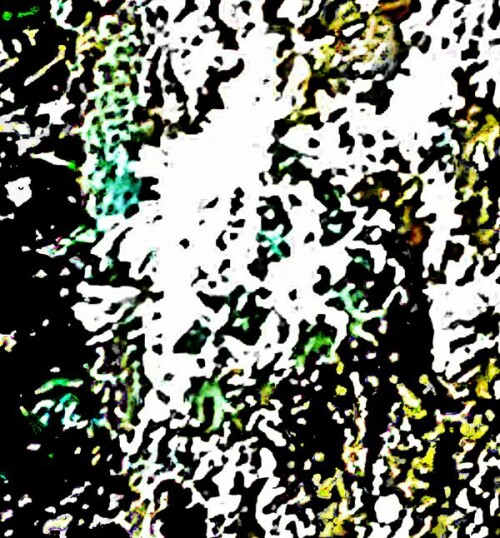 K800_EichenmoosEvernia-prunastriL.Ach.-1_upscayl_1x_ultrasharp-1.jpeg