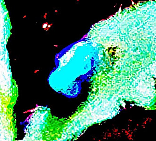 K800_Himmelblauer-BlattkaferChrysolina-coerulansScriba-1791-1_upscayl_1x_ultrasharp.jpeg