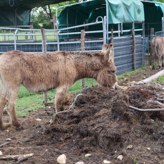 Ein-Esel-auf-einem-Bauernhof