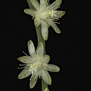 Korallenkaktus_Rhipsalis-floccosa-ssp.-Tucumanensis_20250530_0001-28_B_Web
