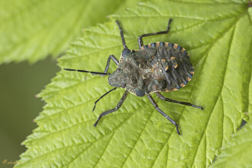 Rotbeinige-Baumwanze_Pentatoma-rufipes_20250527_0002_B_Web.jpeg