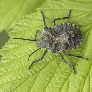 Rotbeinige-Baumwanze_Pentatoma-rufipes_20250527_0002_B_Web