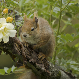 Eurasisches-Eichhoernchen_Sciurus-vulgaris_20250607_0002_B_DNG_Web