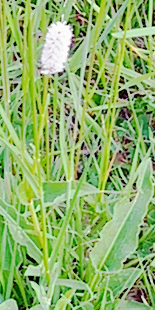 K800_SchlangenknoterichBistortia-officinalisDelabre-1_upscayl_1x_ultrasharp-2.jpeg