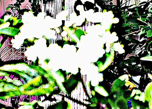 K800_Bluten-eines-Schwarzen-HolundersSabmbucus-nigraL.-1_upscayl_1x_ultrasharp.jpeg
