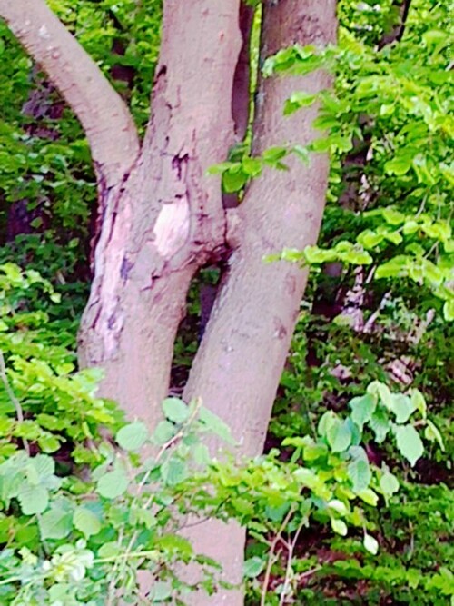 K800_Sich-beruhrend-RotbuchenFagus-sylvaticaL-2_upscayl_1x_ultrasharp.jpeg